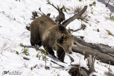 Snow and Cubs YNP May 2025